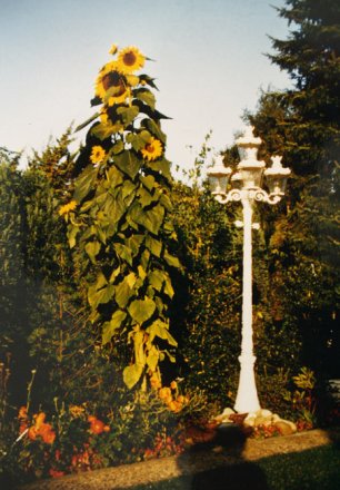 5-flammige Baden-Baden Leuchte (BB1) auf einem gusseisernem Leuchtenmast mit Efeu-Rankenmotiven.